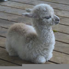 Alpaca Baby Image