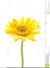Free Clipart Gerber Daisies Image