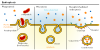 Endocytosis Types Clip Art