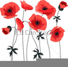 Clipart Of Poppies Image