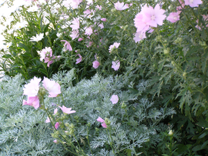 Artemisia Flower Meaning Image