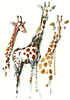Giraf Zebra Clipart Image