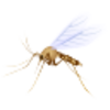 Mosquito Icon Image