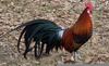 Pretty Rooster Breeds Image