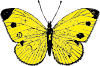 Yellow Butterfly Clip Art