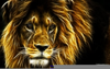 Cool Lion Pictures Image