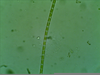 Green Algae Microscope Image