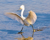 Snowy Egret Adaptations Image