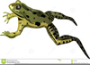 Clipart Frogs Leaping Image