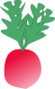 Radish 2 Clip Art