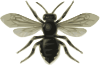 Bee Clip Art