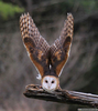 Awesome Owl Image