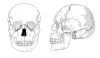 Human Skull No Text No Color Clip Art