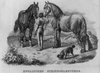 English Steinkohle Horse Image