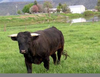 Baby Ayrshire Cattle Image