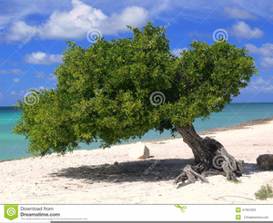 Divi Tree Clipart Image