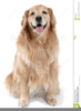 Golden Retriever Clipart Image