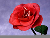 Love Roses Pictures Image