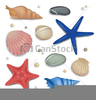 Seashell Clipart Images Image