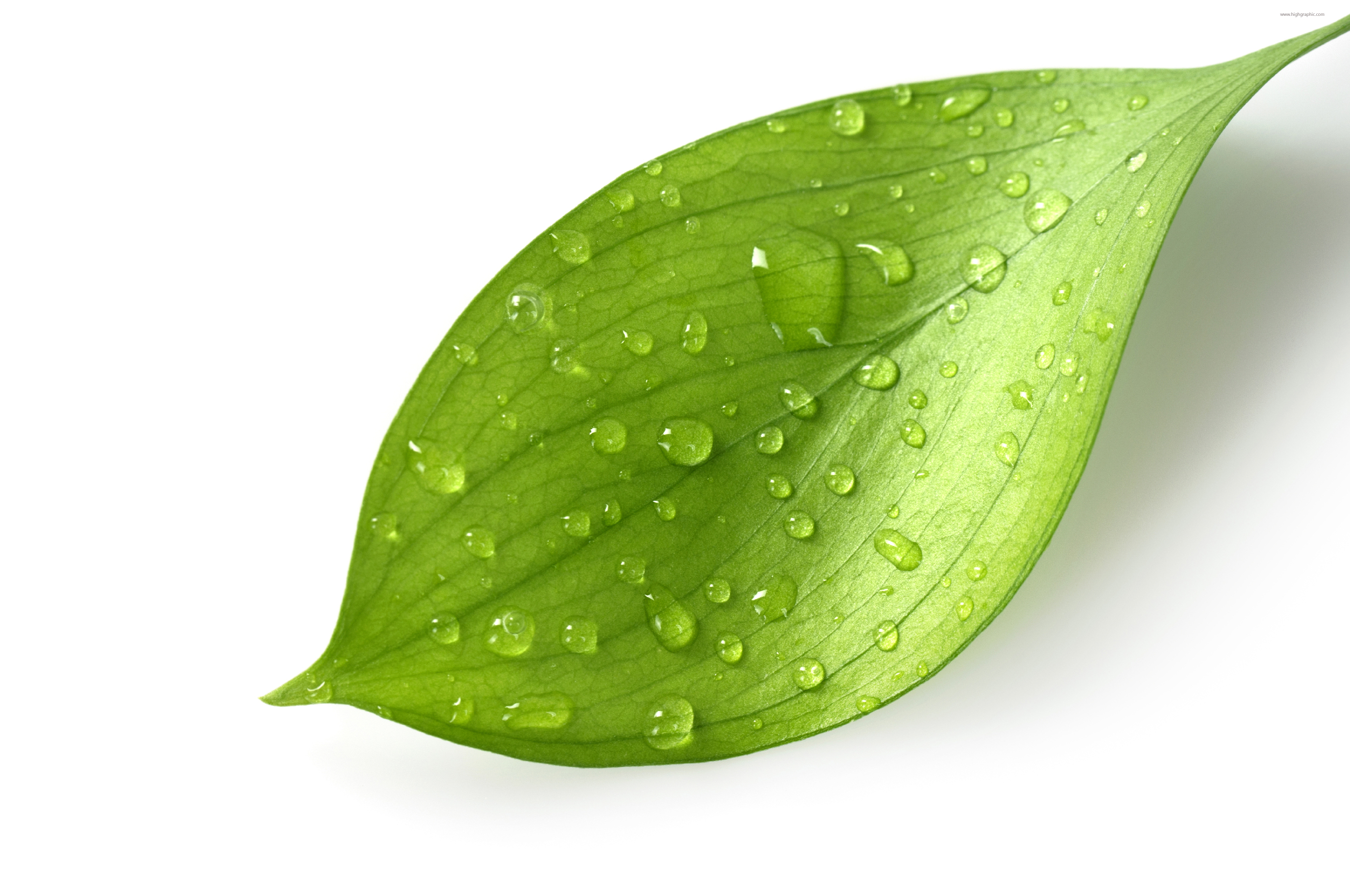 clipart of green leaf - photo #46