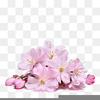 Clipart Cherry Blossoms Image