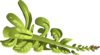 Herbs Rubeweed Clip Art