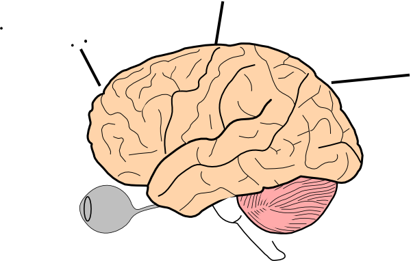 human brain clipart free - photo #31