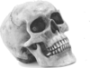 Skull Clip Art