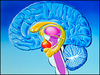 Bbc Limbic System Image