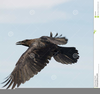 Raven Clipart Images Image