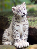 Snowleopardcub Image