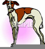 Greyhound Mascot Clipart Image