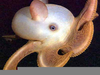 Small Octopus Species Image