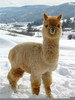 Fluffy Llamas Image