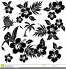 Hawaiian Floral Clipart Image
