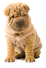 Sharpei Puppy Image