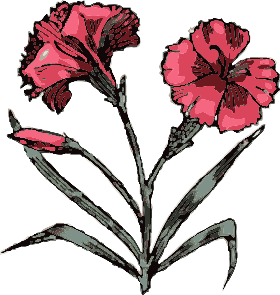 clip art carnation flower - photo #3