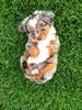 Mini Puppy Breeds Image