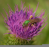 Public Domain Bee Clipart Image