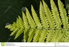 Clipart Of Ferns Image