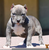 Teacup Pitbull Image