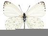 Silver Butterfly Clipart Image