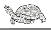 Tortoise Clipart Black And White Image