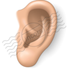 Ear 12 Image