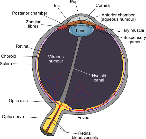 eye diagram labeled. Human Eye clip art