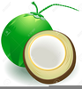 Clipart Of Coconuts Image