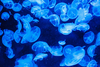 Jellyfish Background Q P Image