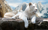 White Lion Hd Image