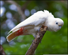 Philippine Cockatoo Palawan Image
