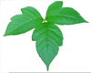Free Clipart Ivy Leaves Image